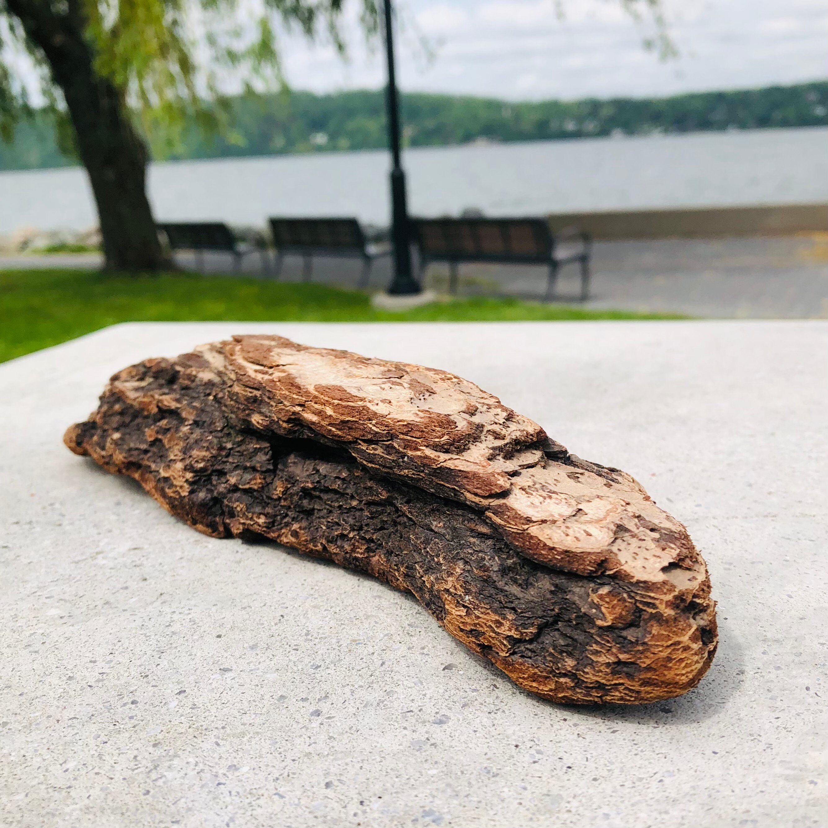 Vermillion Cliffs Series Natural Terrarium Driftwood Decor Etsy