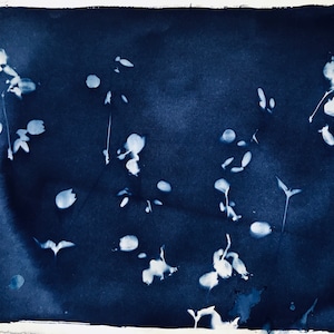 Original cyanotype of wildflower on printmaking paper. 11 x 14 inches.