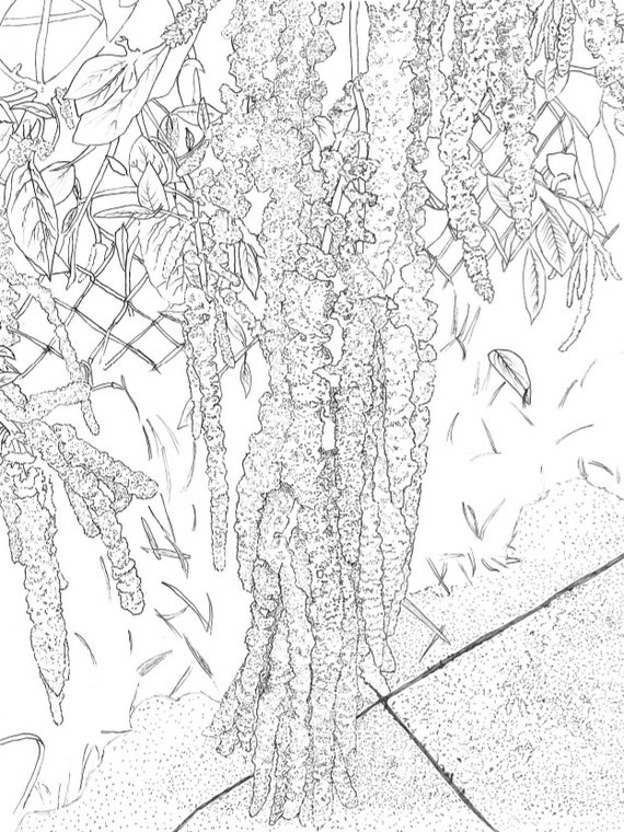 Flower Coloring Page Printable - Etsy