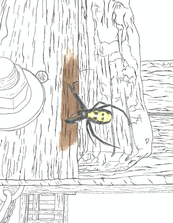 garden spider coloring page printable etsy