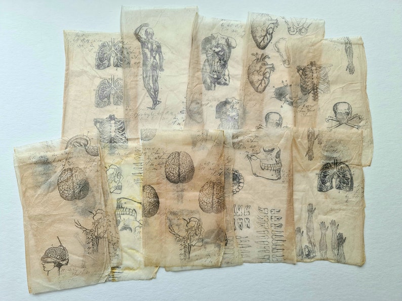 Recycled Tea Bag for Junk, Artbook. Insects, Ephemera Pack, Anatomy