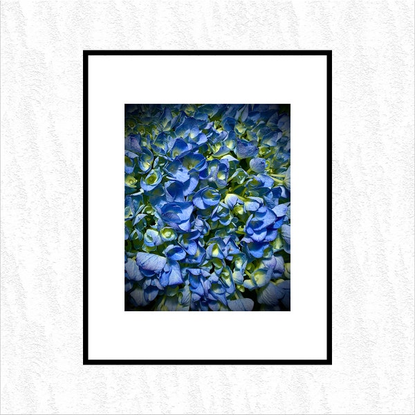 FLORAL RAINBOW "BLUE" by Austin Wondolowski — Fine Art Photograph