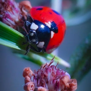 May include: A close-up photograph of a ladybug on a green plant. The ladybug has a red shell with black spots and a black head. The image also shows a purple flower and the text "Damon Earnheart Photography".