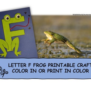Letter F Frog Printable Color in or Print in Color Cut and Paste Alphabet Craft Phonics Fine Motor Preschool Kindergarten 1st Grade