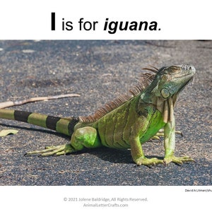Letter I Iguana Printable for Classroom - Cut and Paste Alphabet Craft ...