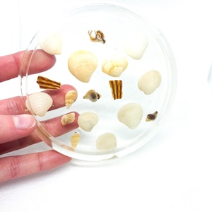 Hand picked seashell coasters!