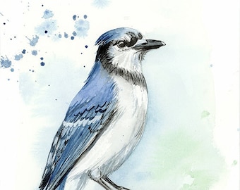 Blue Jay watercolor