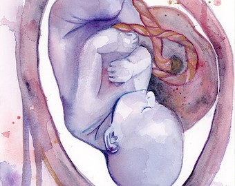 Fetus in the Womb watercolor, fine art Giclee print