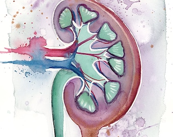 Kidney watercolor