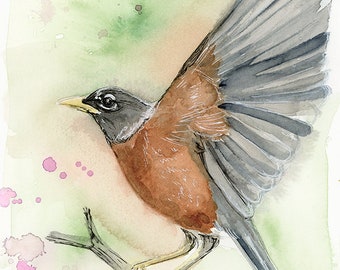 American Robin watercolor