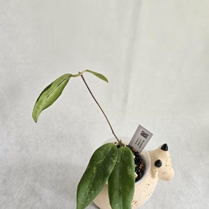 Hoya Parasitica sp Sulawesi. Zeldzame hoya, zelden aangeboden, spetterende hoya, dunbladige hoya, zonovergoten hoya, prachtige bladeren, gewortelde hoyaplant.