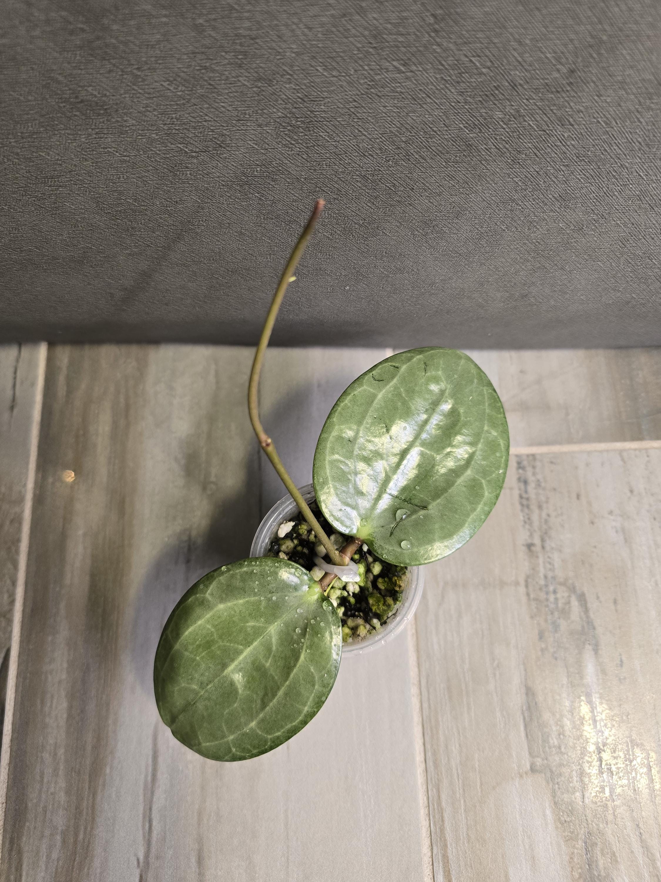 0906 ＊ホヤ ＊ Hoya ＊ latifolia ＊silver Hoya Latifolia Silver - Etsy Canada