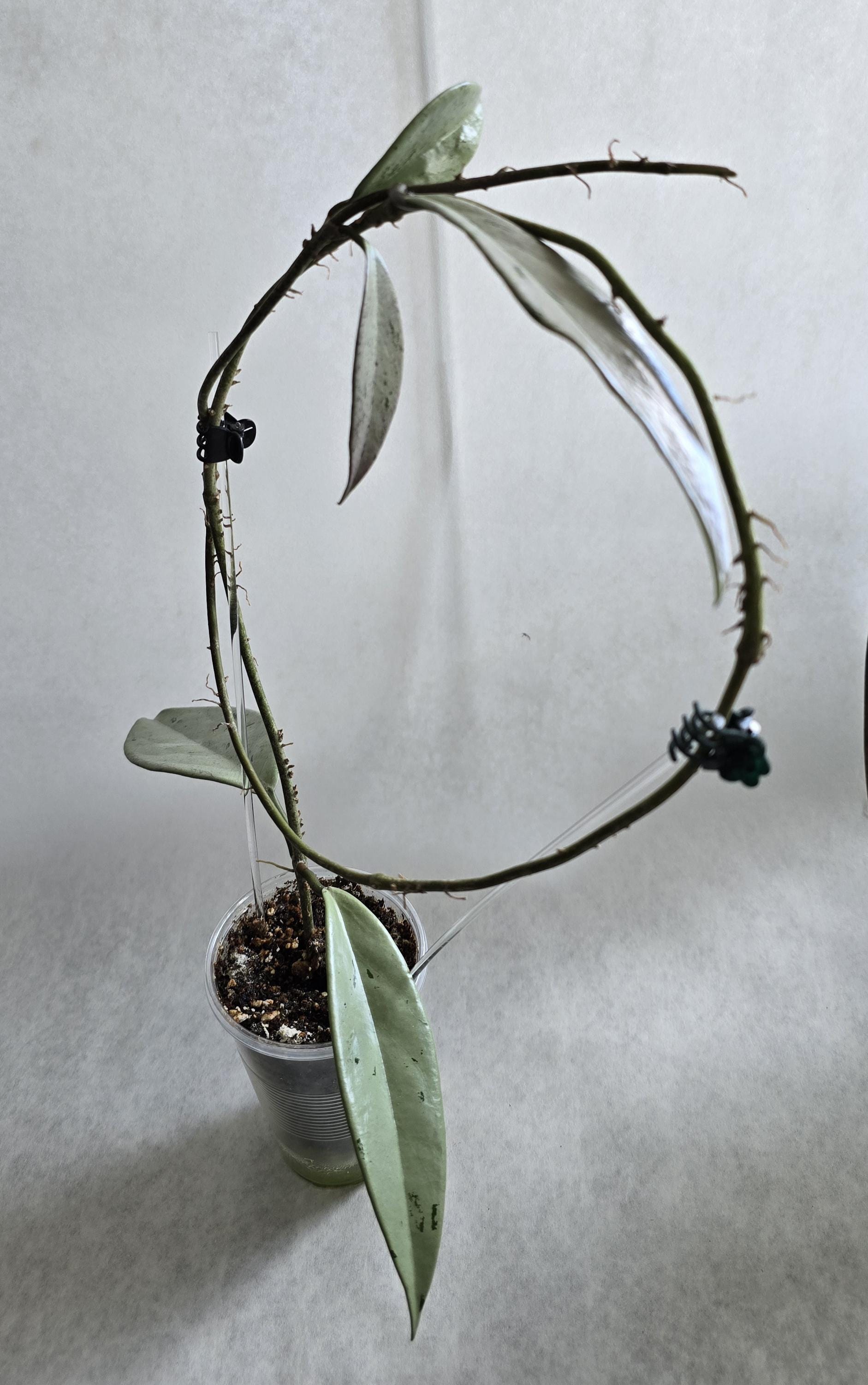 Hoya argentea princess - Etsy 日本