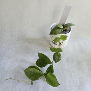 Hoya walliniana splash, splashy walliniana, walliniana silver, splashy hoya, silver hoya, rare hoya, hoya cutting, rooted hoya, rooted plant