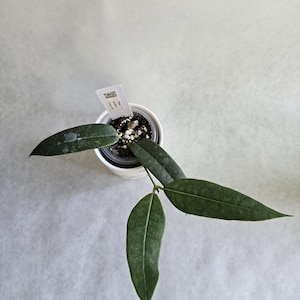 Hoya surisana, rare hoya, uncommon hoya, thin leaf hoya, Hoyas with big blooms, rooted hoya, rooted cutting, Canada shipping.