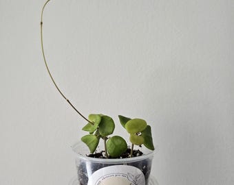 Hoya obcordata, small leaf hoya, small hoya, rare hoya, rooted hoya cutting, rooted plant, rare hoya, Canada shipping.