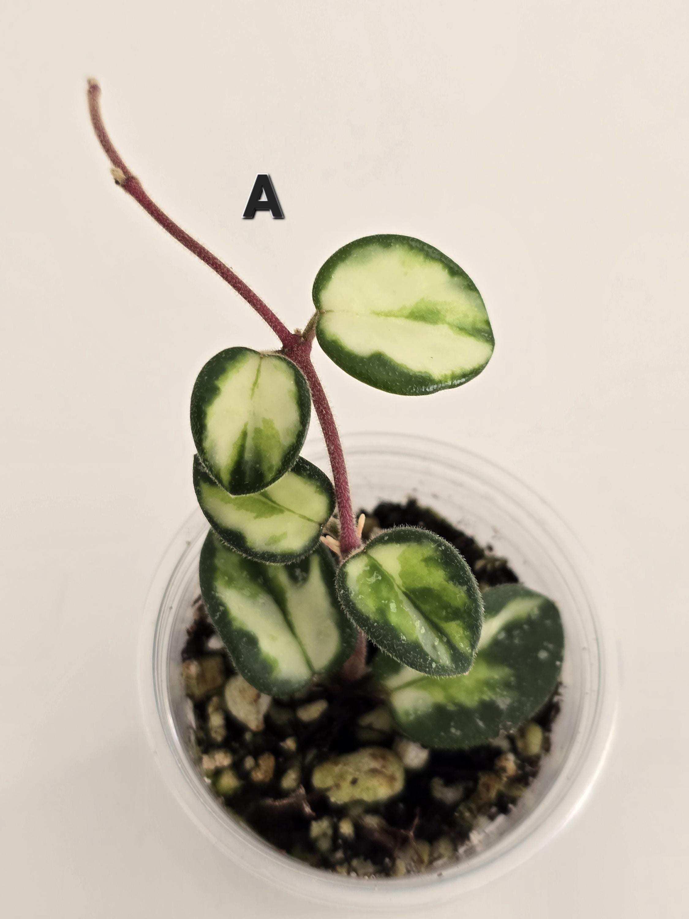 Hoya polyneura 斑入り？ Hoya polyneura inner variegated - Etsy 日本