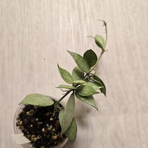 Hoya lacunosa &#39;White Pearl&#39; Silber Lacunosa, hat Blütenstiel, Silber Hoya, seltene Hoya, kleine Blatt Hoya, verwurzelte Pflanze, verwurzelter Schnitt.