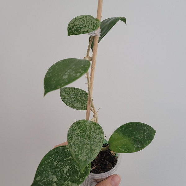 Hoya parasitica entend les éclaboussures de feuilles, hoya en forme de coeur, hoya panachée, plante enracinée, bouture enracinée, hoya éclaboussante, plante hoya en croissance, grande.