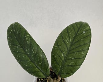 Hoya Meredithii sp. bengkulu, uncommon Indonesia hoya, rare hoya, big leaf hoya, veiny leaf, splashy hoya, Canada shipping.