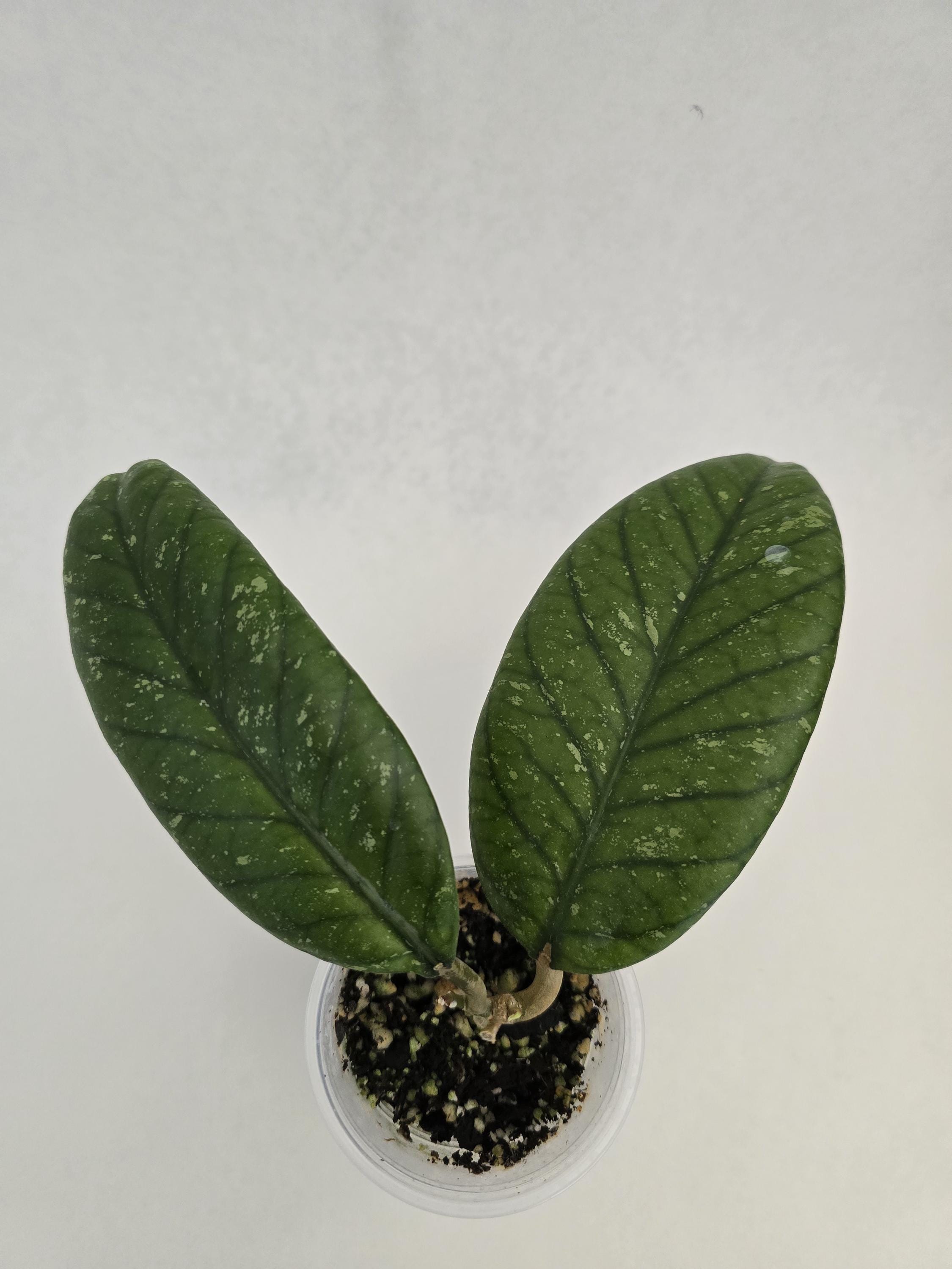 Hoya Meredithii Sp. Bengkulu, Uncommon Indonesia Hoya, Rare Hoya
