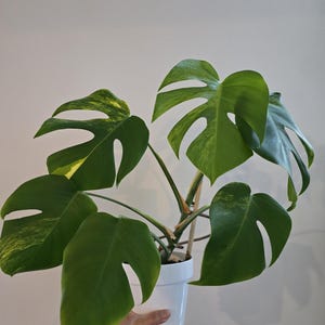 Large Monstera Borsigiana Aurea. Yellow variagated monstera, rare collector house plant, rare monstera, rare aroid, collector aroid, Canada