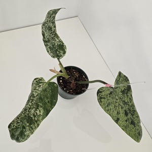 Philodendron Whipple Way Mint, rare philodendron, uncommon, mint, mottled, acclimated, rooted philodendron, CANADA SHIPPING.