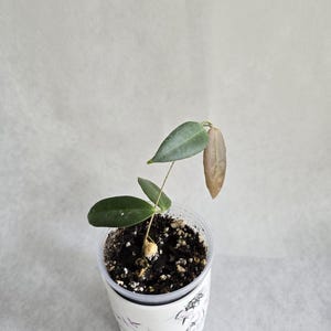 Hoya patella (flor blanca), hoja vellosa, hoya poco común, hoya rara, hoja pequeña, esqueje de hoya enraizado. Envío a Canadá.