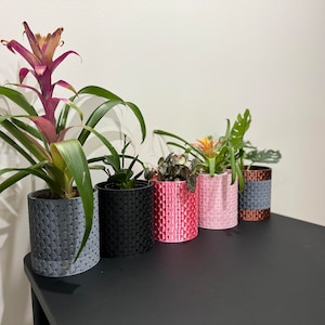 May include: Five potted plants in different coloured planters. The planters are all textured and have a woven pattern. The plants include a bromeliad, a succulent, and a fern.