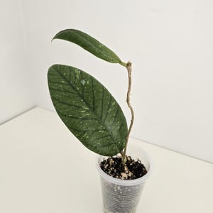 Hoya Meredithii sp. bengkulu, uncommon Indonesia hoya, rare hoya, big leaf hoya, veiny leaf, splashy hoya, Canada shipping.