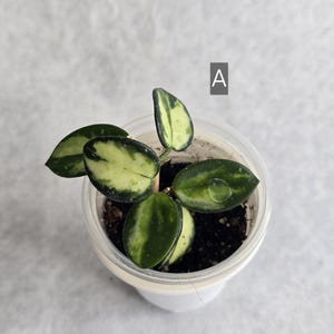 May include: A small Hoya plant with variegated leaves featuring dark green edges and creamy yellow centres, planted in a clear plastic pot with dark soil. The letter A is visible in a small black square box positioned above the plant leaves.