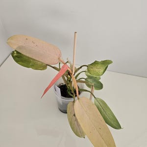 Philodendron Whipple Way, rare philodendron, uncommon, mint, mottled, acclimated, not import, CANADA SHIPPING.