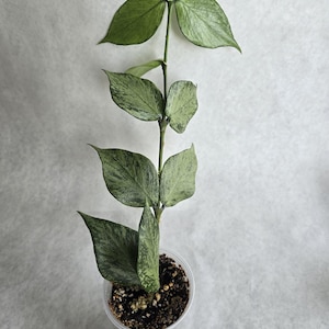 Hoya silver dollar - Etsy 日本
