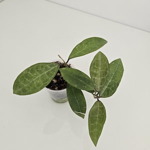 Hoya elliptica (small leaf), small leaf hoya, splashy hoya, elliptica splash, rooted hoya, hoya cutting, houseplant, uncommon hoya.