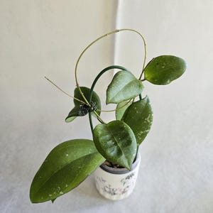 Hoya CV. Tomaz, dark margin hoya, hoya margins, peduncle, hoya blooms, rooted cutting, rare hoya, uncommon hoya, rooted hoya cutting.