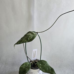 Hoya verticillata sp. Tanggamus (splash), rare hoya, veiny leaf hoya, rare splashy hoya, hoya cutting, Indonesia hoya, rooted hoya cutting.