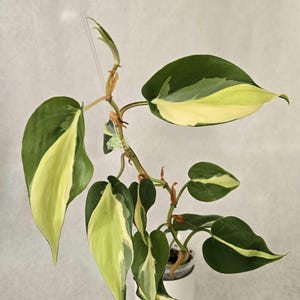 Philodendron hederaceum rio, rare philodendron, variagated philodendron, trailing heart leaf plant, tropical plant, rooted plant.
