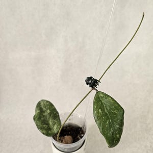 Hoya verticillata sp. Tanggamus (splash), rare hoya, veiny leaf hoya, rare splashy hoya, hoya cutting, Indonesia hoya, rooted hoya cutting.