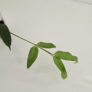 Hoya amrita, has peduncle, thin leaf hoya, rare hoya, beautiful leaves, rooted hoya plant, rooted cutting, hoya cutting.