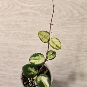 Hoya Mathilde inner variegated, cute small leaf hoya, variegated hoya, rare hoya, rooted hoya, established and growing, rooted cutting.