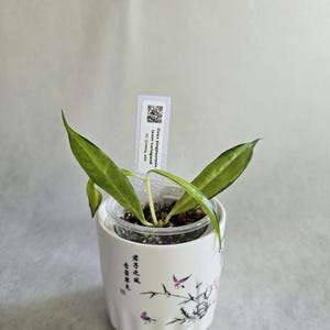 Hoya yingjiangensis inner variagated, rare hoya, rare variagated hoya, unicorn hoya, rooted hoya cutting, collector hoya. CANADA shipping.