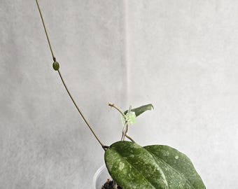 ホヤ ランサン シルバー スプラッシュ |希少な保谷植物 - Etsy 日本