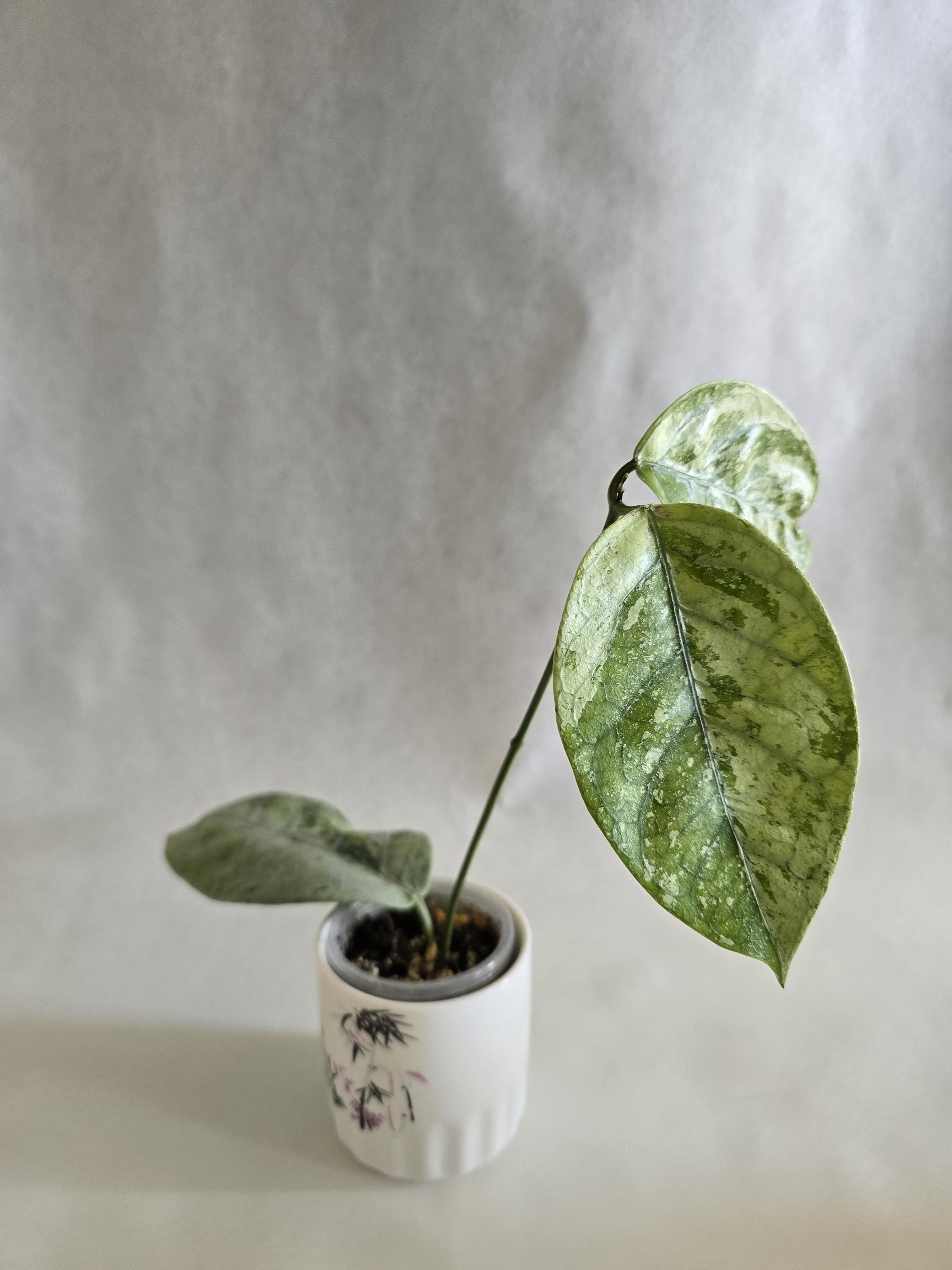 Hoya argentea princess - Etsy 日本