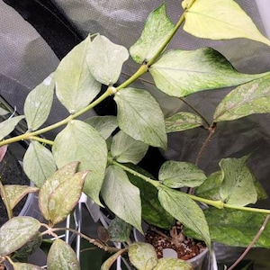 Surprise Hoya Box - cutting mix, unrooted hoya variety, fun plant mail, hoya propagation, hoya cuttings, hoya starter, cutting variety pack.