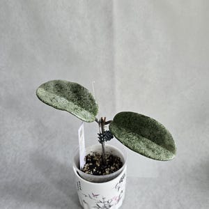 Hoya Grey Ghost, zeldzame zilveren hoya, verzamelaar hoya, hoya bladzilver, zeldzame hoya, verzamelaar hoya, zilveren hoya, hoya ghost, geworteld stekje.