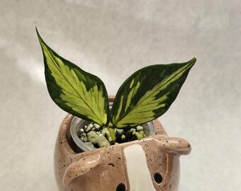 Hoya Polyneura Albomarginata; Outer Variegated Hoya