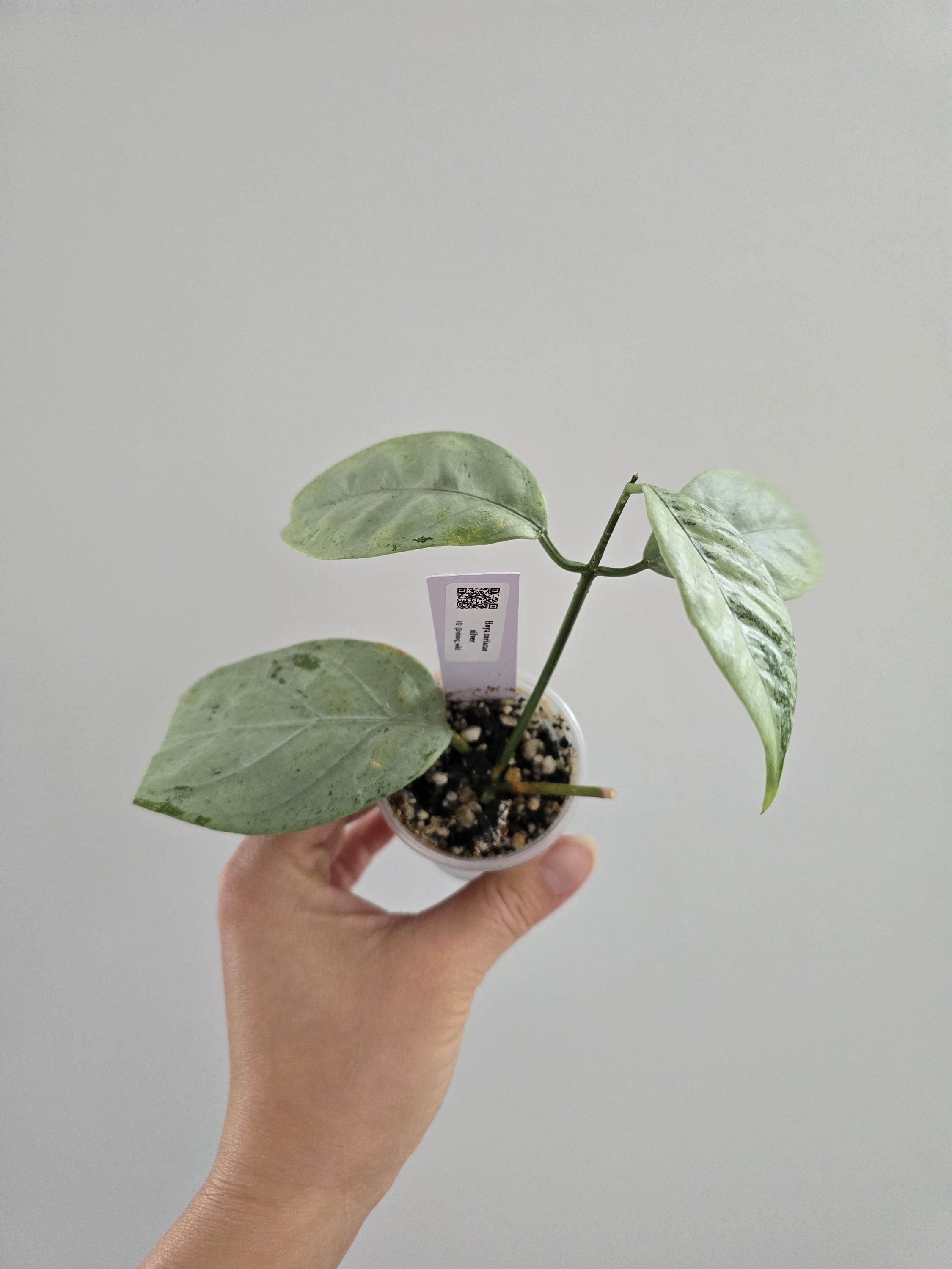 Hoya argentea princess - Etsy 日本