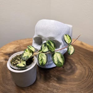 Hoya polyneura inner variegated - Etsy 日本