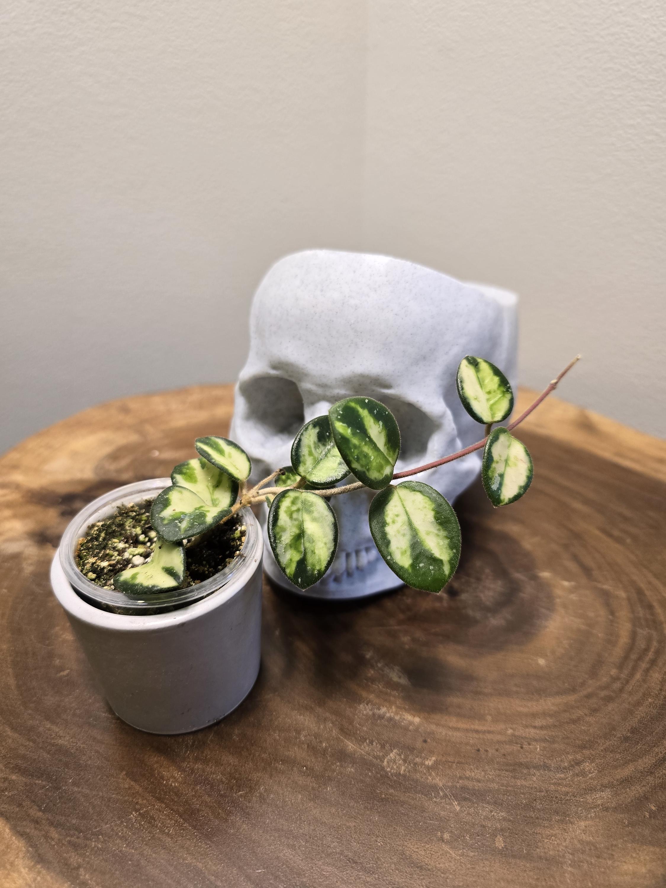 Hoya polyneura 斑入り？ Hoya polyneura inner variegated - Etsy 日本