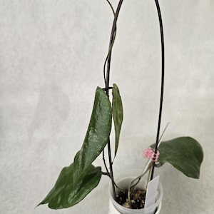Hoya caudata &#39;Big Green Leaf&#39;, large leaf hoya, large caudata, big leaf hoya, rooted hoya, rooted cutting, hoya cutting, texture leaf.